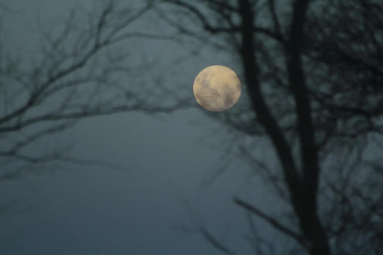 Luna llena apagada detrás de ramas sin hojas