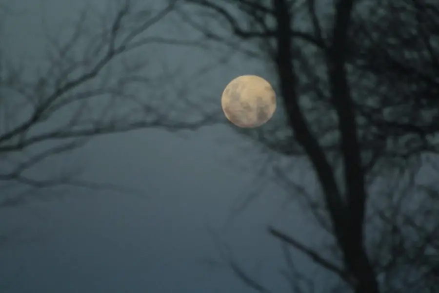 Luna llena apagada detrás de ramas sin hojas