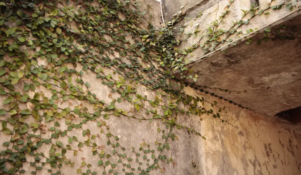 Enredadera que trepa por una pared antigua